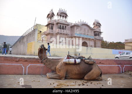 Camel resting on the street with a palace in the background in Jaipur, Rajasthan, India Stock Photo