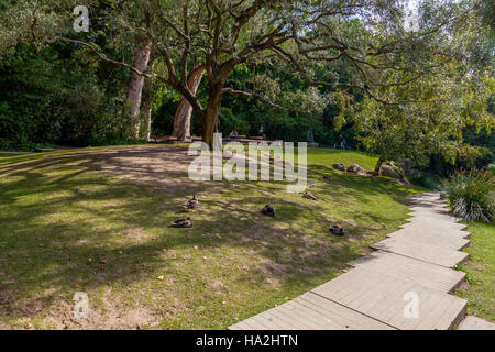 Paths, lawns and birds in the garden of the Calouste Gulbenkian foundation. A very popular urban park open to the public. Stock Photo