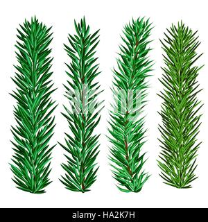 Set of spruce and fir tree branches - christmas elements for realistic design and brushes Stock Vector