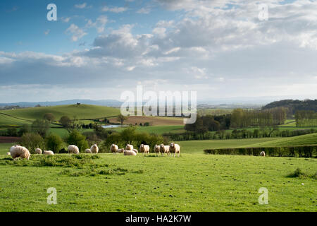 Looking SW over fields and grazing sheep to undulating Hereford countryside and the Brecon Beacons in the far distance. 8 Stock Photo