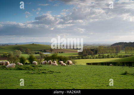 Looking SW over fields and grazing sheep to undulating Hereford countryside and the Brecon Beacons in the far distance. 7 Stock Photo