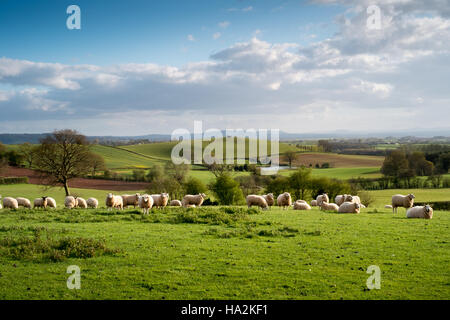 Looking SW over fields and grazing sheep to undulating Hereford countryside and the Brecon Beacons in the far distance. 7 Stock Photo