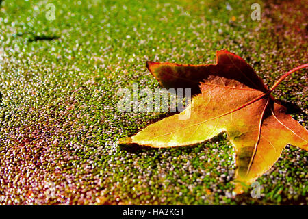 Autumn leaf floating on duckweed Stock Photo