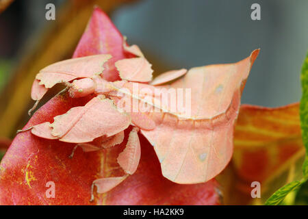 Phyllium insect on leaves, Indonesia Stock Photo