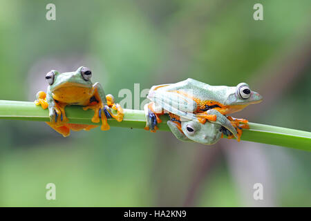 Three javan gliding tree frogs on a plant, Indonesia Stock Photo