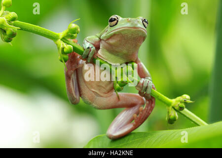 Dumpy tree frog on plant, Indonesia Stock Photo