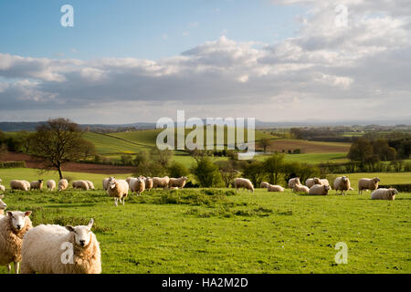 Looking SW over fields and grazing sheep to undulating Hereford countryside and the Brecon Beacons in the far distance. 4. Stock Photo