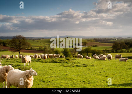 Looking SW over fields and grazing sheep to undulating Hereford countryside and the Brecon Beacons in the far distance. 3. Stock Photo