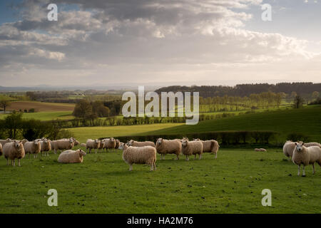 Looking SW over fields and grazing sheep to undulating Hereford countryside and the Brecon Beacons in the far distance. 2. Stock Photo
