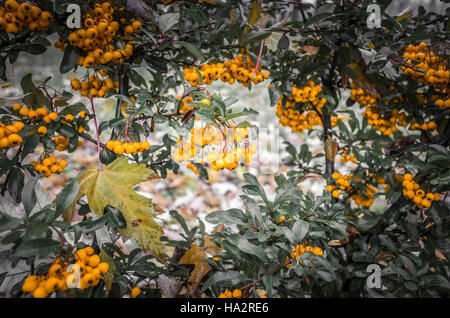 Scarlet firethorn (Pyracantha coccinea). Yellow scarlet firethorn berries in nature. Selective focus. Stock Photo
