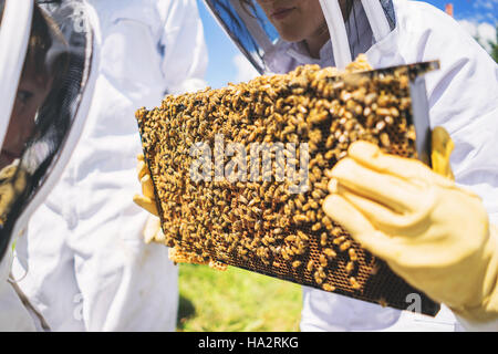 Beekeepers holding brood frames with bees Stock Photo