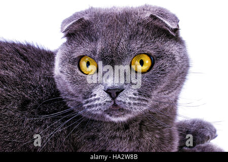 cat isolated on white background Stock Photo