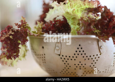 Close-up of lettuce in a colander Stock Photo