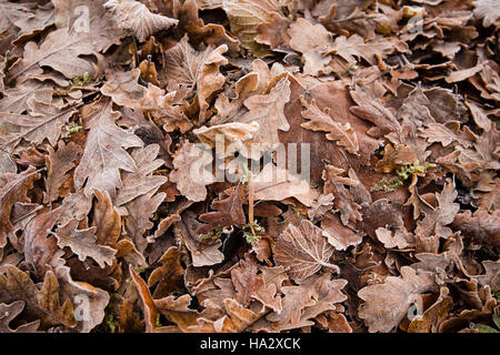Close up of oak leaves collected during late Autumn