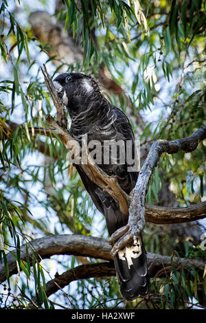 Carnaby's black cockatoo (calyptorhynchus latirostris) in a tree, western Australia Stock Photo