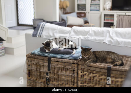 Two cats sleeping on storage baskets in living room Stock Photo