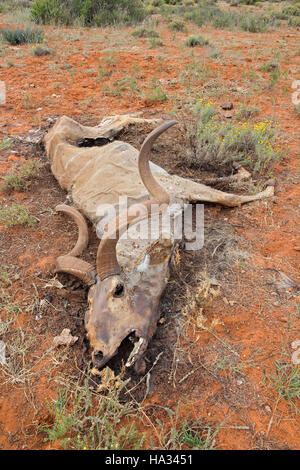 Big male kudu antelope (Tragelaphus strepsiceros) that died of drought, South Africa Stock Photo