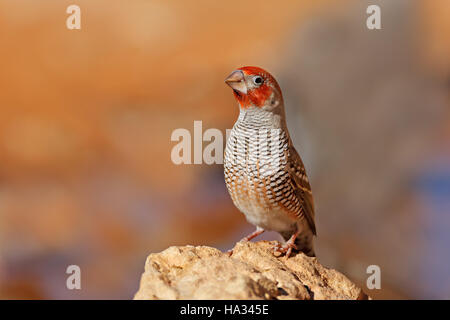 Male red-headed finch (Amadina erythrocephala) sitting on a rock, South Africa Stock Photo