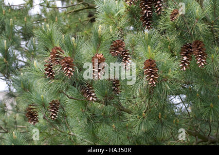 Rumelische Kiefer, Rumelische Strobe, Mazedonien-Kiefer, Mazedonische Kiefer, Balkankiefer, Zapfen, Pinus peuce, Macedonian Pine Stock Photo