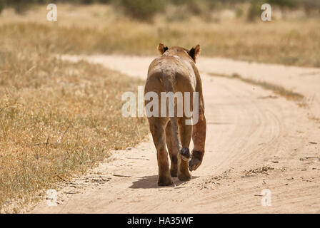 Lion walking on a dirt road Stock Photo