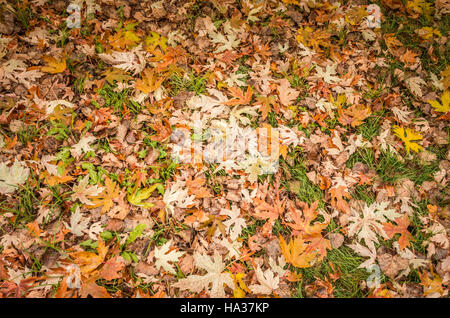 Beautiful autumn background. Colored maple leaves lying down on the grass. Selective focus. Stock Photo