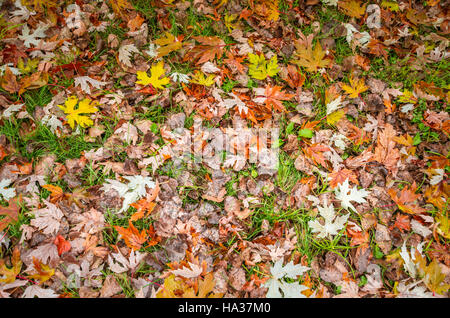 Beautiful autumn background. Colored maple leaves lying down on the grass. Selective focus. Stock Photo