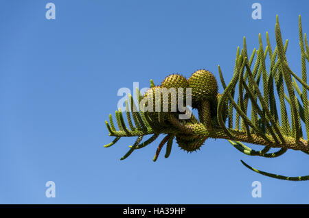Female cones of Araucaria araucana, Monkey Puzzle Tree on background of blue sky.