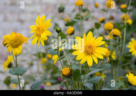 Helianthus Triomphe de Gand. Perennial sunflowers growing in an