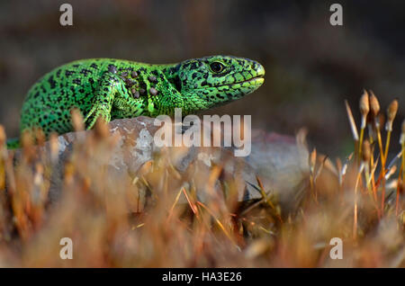 Male sand lizard (Lacerta agilis) in courting colours, North Rhine-Westphalia, Germany Stock Photo