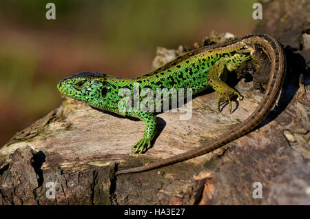 Male sand lizard (Lacerta agilis) in courting colours, basking, North Rhine-Westphalia, Germany Stock Photo