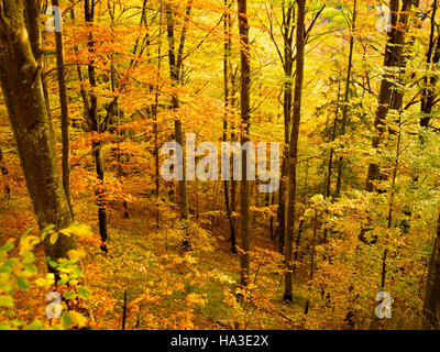 Deciduous forest in autumn Stock Photo