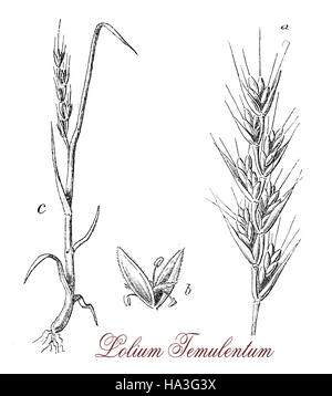 Lolium temulentum or Poison darnel is a weed very similar to wheat, but the ears are different and the grains are purple. It can easily infected by funguses and becomes toxic. Mithridates was supposed to used darnel every day to render himself immune to poisoning. Stock Photo