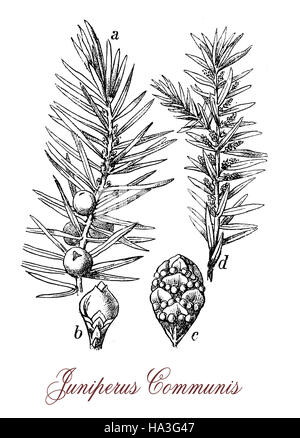 Common juniper is a coniferous evergreen ornamental tree with needle-like leaves, the fruits are berry like cones purple-black with bitter and strong flavor, used in the kitchen to enhances meats and to flavor beers and gin. Used in old traditional medicine Stock Photo
