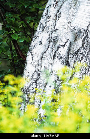 Silver Birch,(Betula pendula),trunk with rapeseed,(Brassica napus),in foreground. Composed as natural abstract;pattern and form. Stock Photo