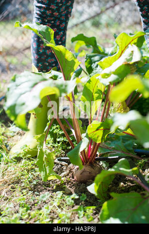 Woman harvest beet in the garden. Sunny day Stock Photo