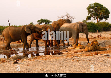 A pride of lions very close to a herd of elephants during a drought at Pump Pan Savuti Botswana Stock Photo