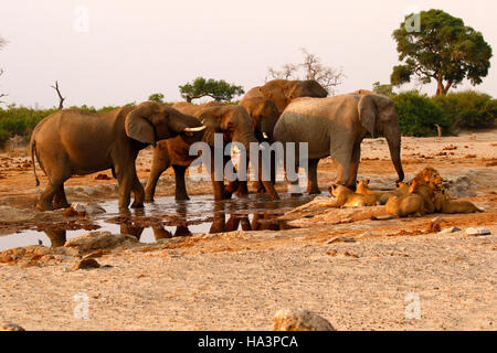 A pride of lions very close to a herd of elephants during a drought at Pump Pan Savuti Botswana Stock Photo