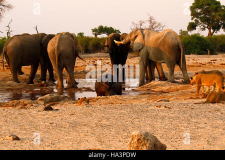 A pride of lions very close to a herd of elephants during a drought at Pump Pan Savuti Botswana Stock Photo