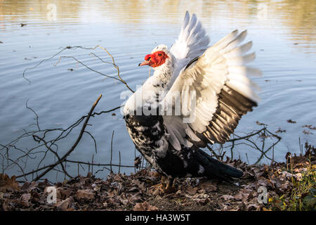 Serbia - A Muscovy Duck (Cairina moschata) spreading her wings on the riverbank Stock Photo