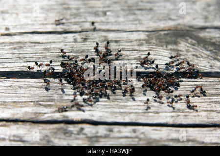 Colony of Red Head Ants also Fire Ants (Solenopsis invicta), clustering around a crack in wood, Tremiti Islands, Italy, Europe Stock Photo