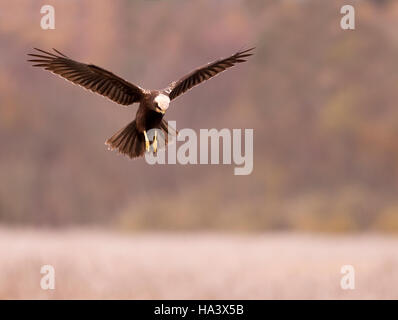A female Marsh Harrier (Circus aeruginosus) hovering over prey on a Suffolk reedbed Stock Photo