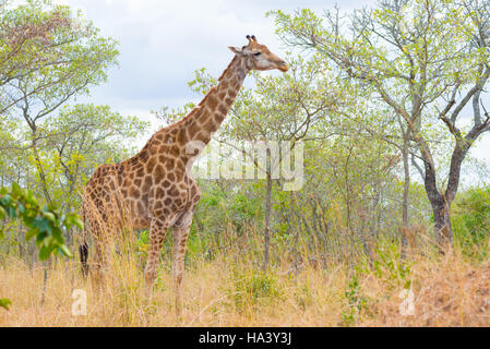 Giraffe profile in the bush, close up and portrait. Wildlife Safari in the Kruger National Park, the main travel destination in South Africa. Stock Photo