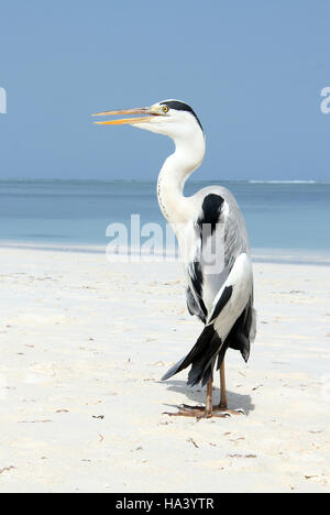 Gray Heron (Ardea Cinerea) on the Beach. Bodufinolhu, South Male Atoll, Maldives