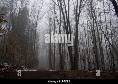Dirt Road Though a Foggy Forest Stock Photo