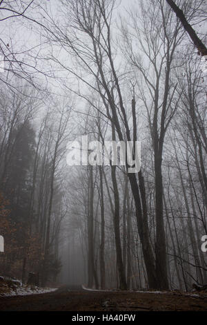 Dirt Road Though a Foggy Forest Stock Photo