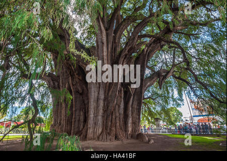 Arbol del Tule, a giant sacred tree in Tule, Oaxaca, Mexico Stock Photo