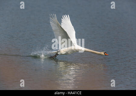 Mute swan (Cygnus olor) running on the water surface Stock Photo