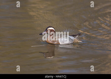 mirrored male garganey duck (Anas querquedula) swimming Stock Photo