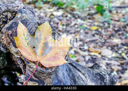 maple Autumn leaves in forest on log Stock Photo