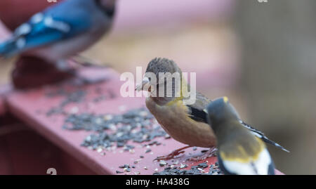 Yellow, black & white colored Evening Grosbeaks(Coccothraustes vespertinus) stop to eat where there is bird seed aplenty. Stock Photo